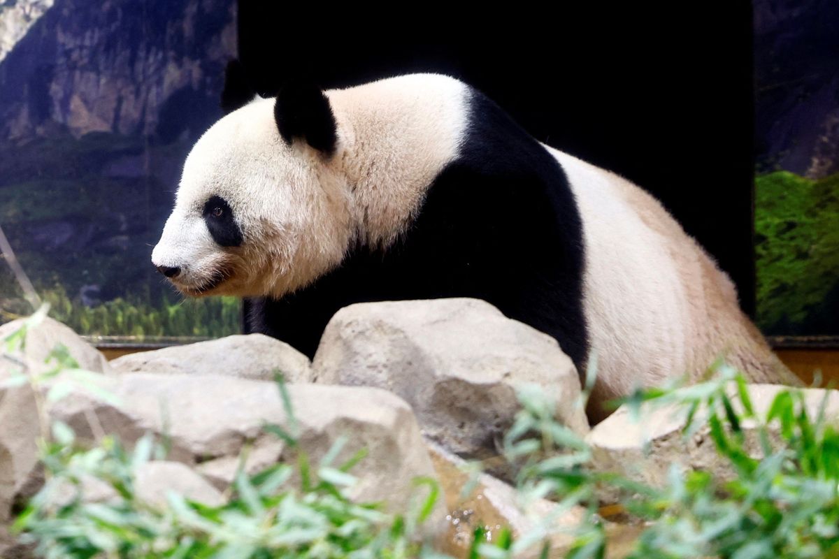 Japan's beloved panda couple return home after heartfelt farewell