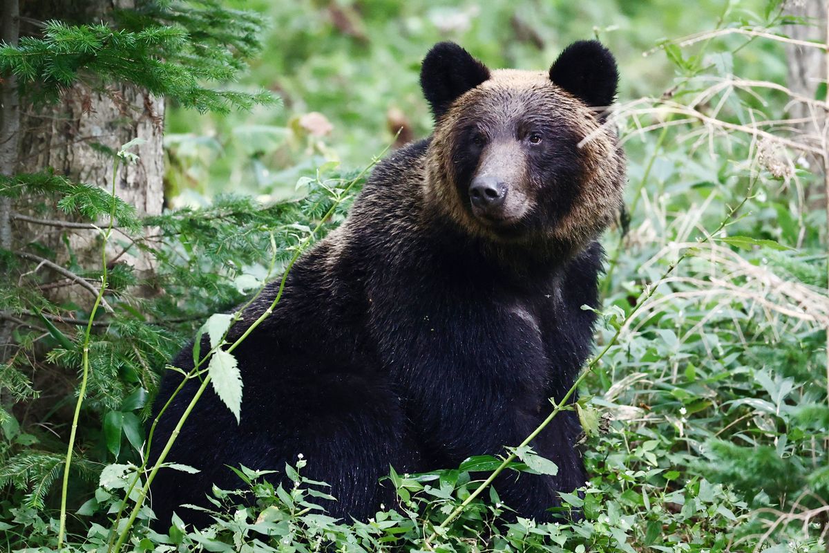 Man finds bear in living room as Japan readies license to kill