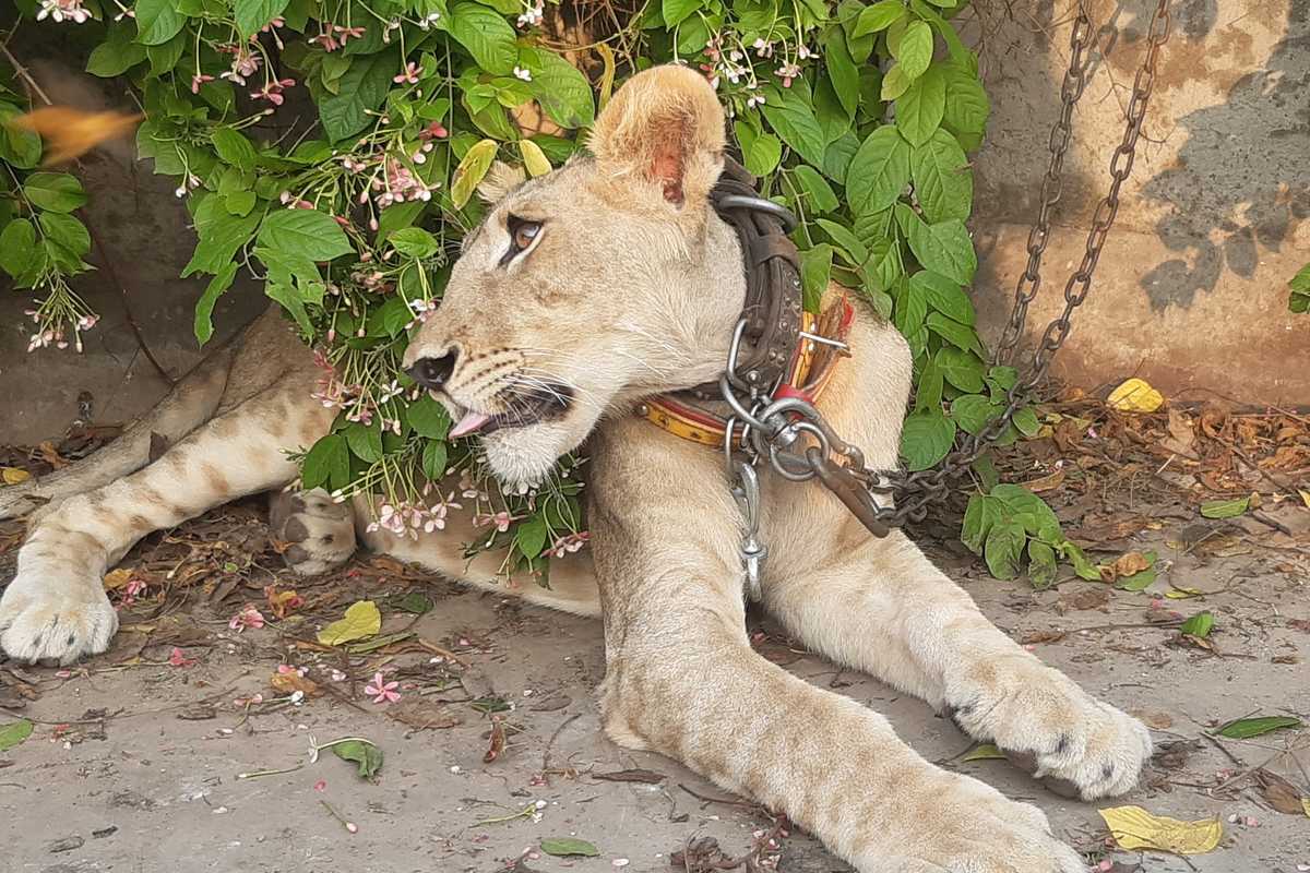 Owner charged after escaped lion terrorizes Lahore streets