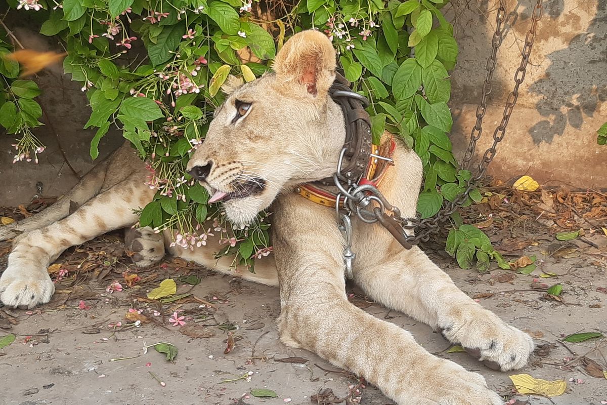 Chained Lion Owner charged after escaped lion terrorizes Lahore streets | Nukta