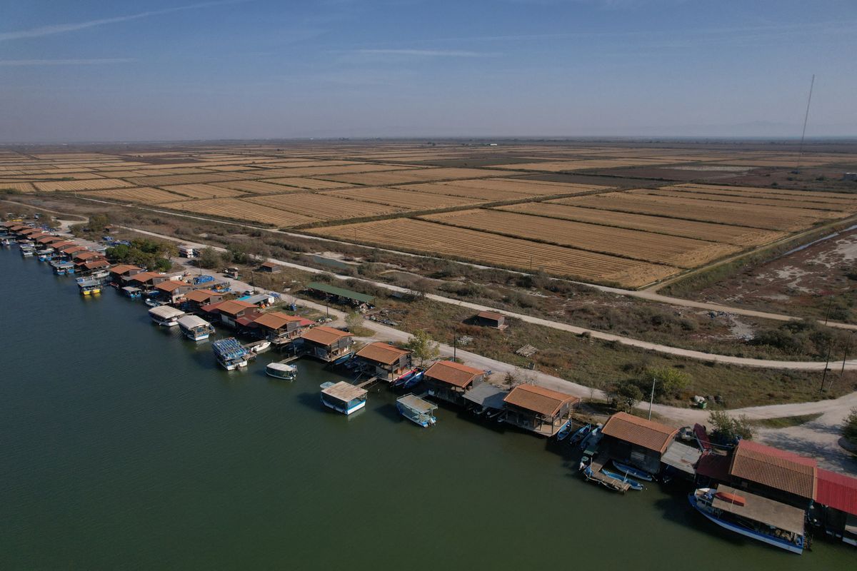 Greece's mussel harvest wiped out by warming seas