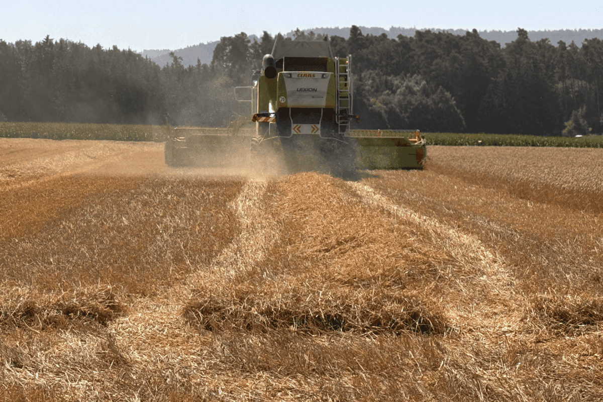 Wheat prices hit 5-month high of over 3,000 per 40 kg