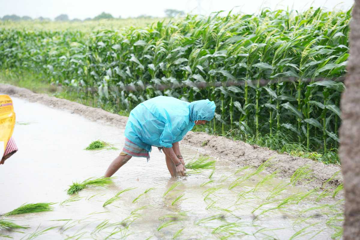Pakistan maintains adequate fertilizer supplies for Rabi season