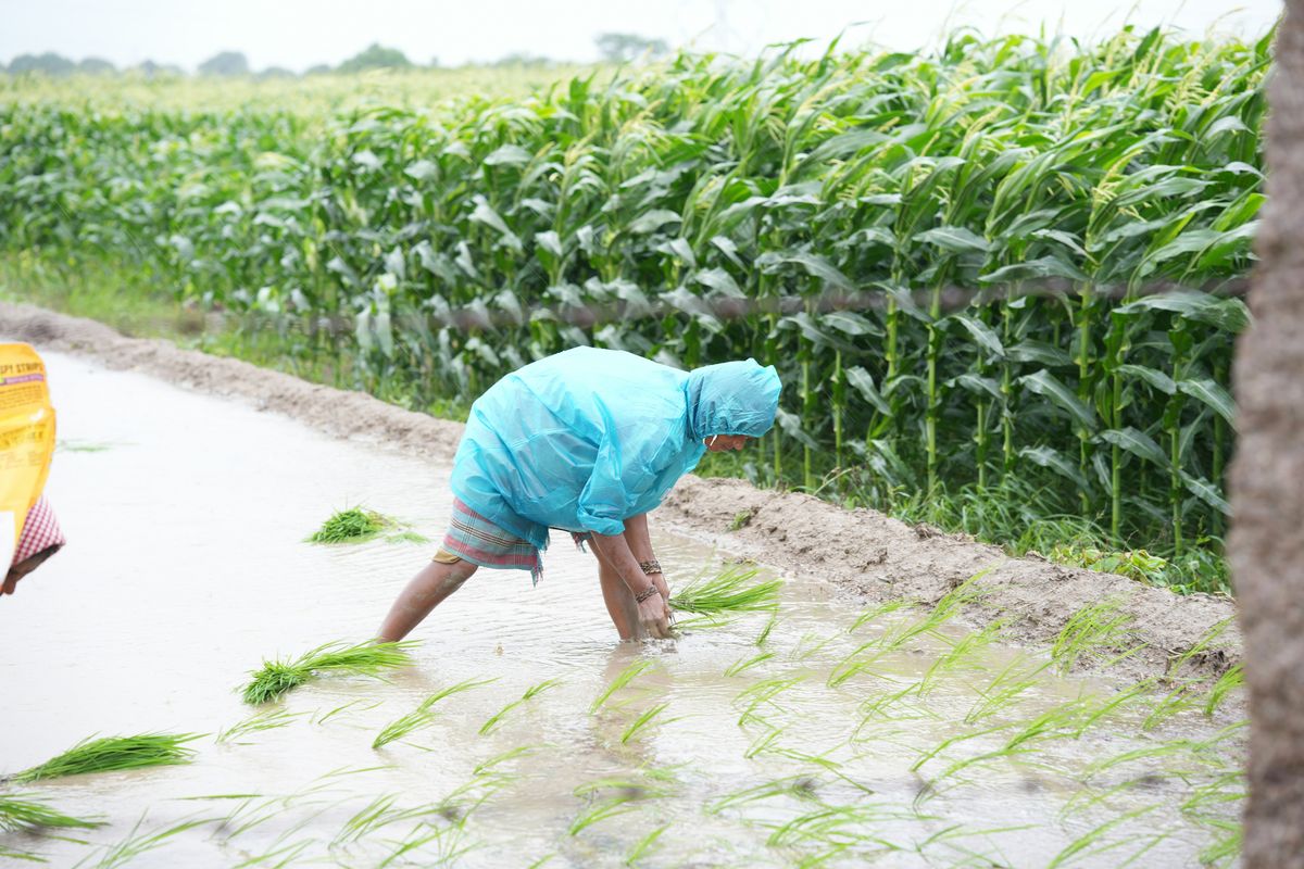 Pakistan maintains adequate fertilizer supplies for Rabi season