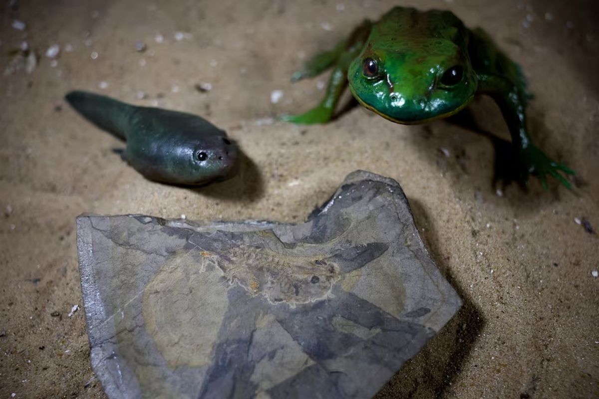 Scientists in Argentina unearth oldest tadpole, from dinosaur times