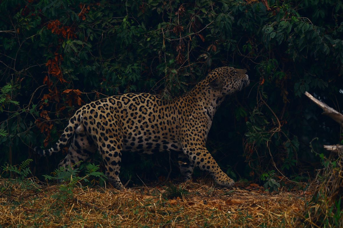 UN biodiversity conference: What's at stake?