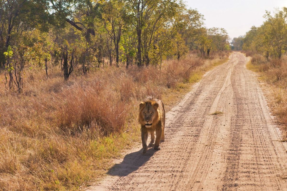 Lost boy survives five days in Zimbabwe park teeming with lions