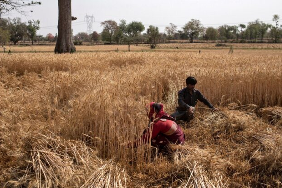 A man and a woman work in a wheat field.