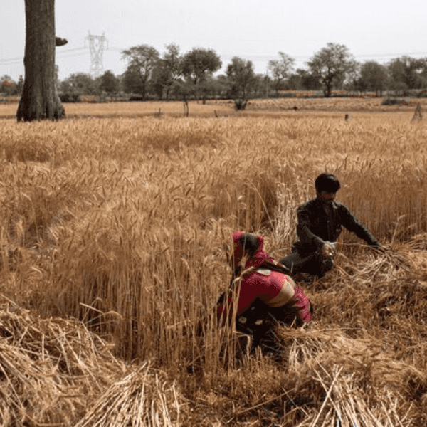 Pakistan wheat traders reject TCP import plan, warn of billions in losses