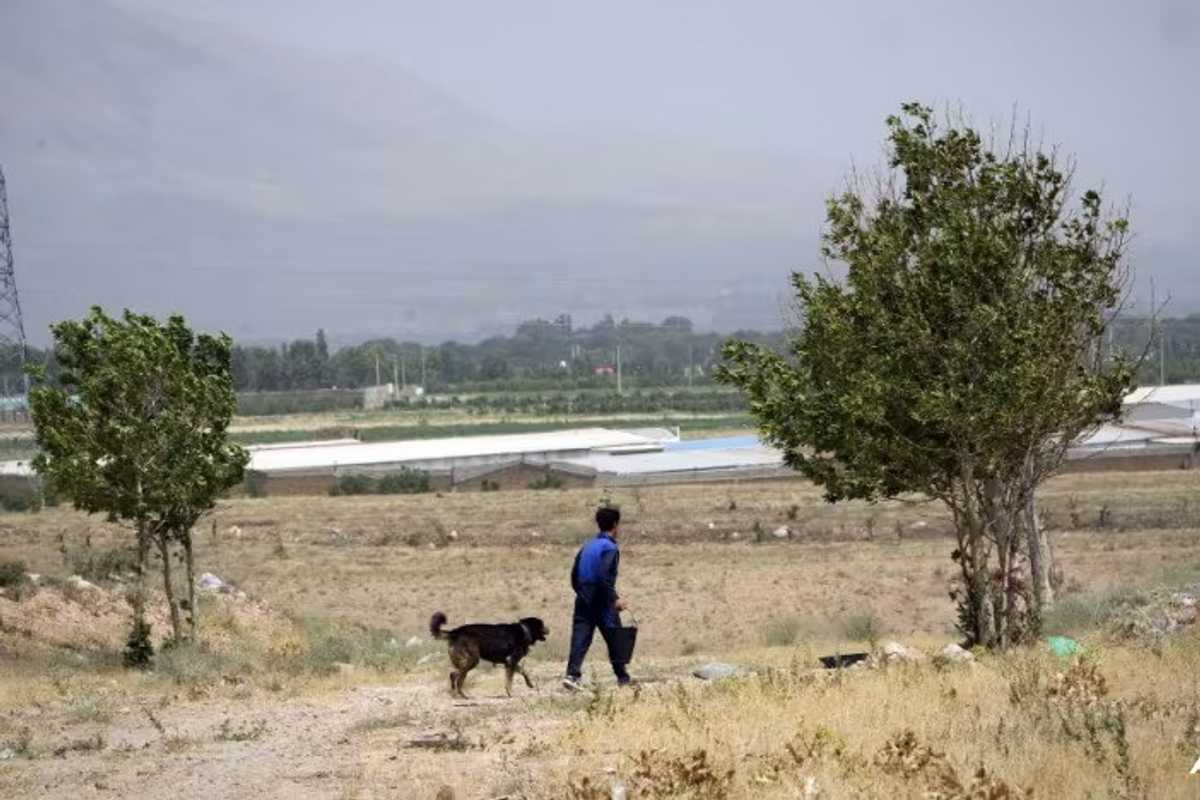 Iran authorities expand dog walking ban