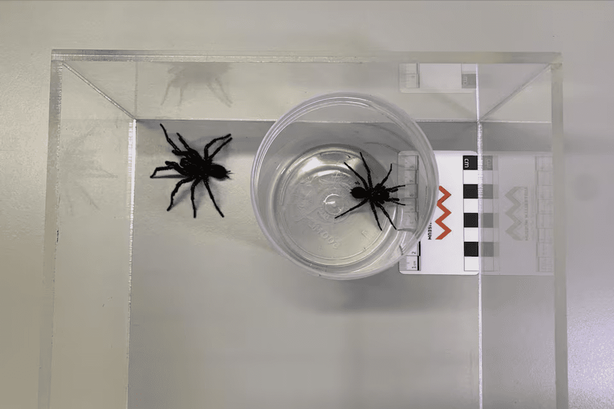 Australian scientists discover bigger species of deadly funnel web spiders