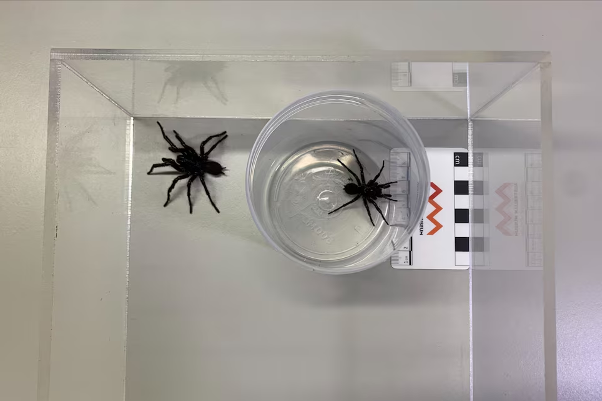 Australian scientists discover bigger species of deadly funnel web spiders