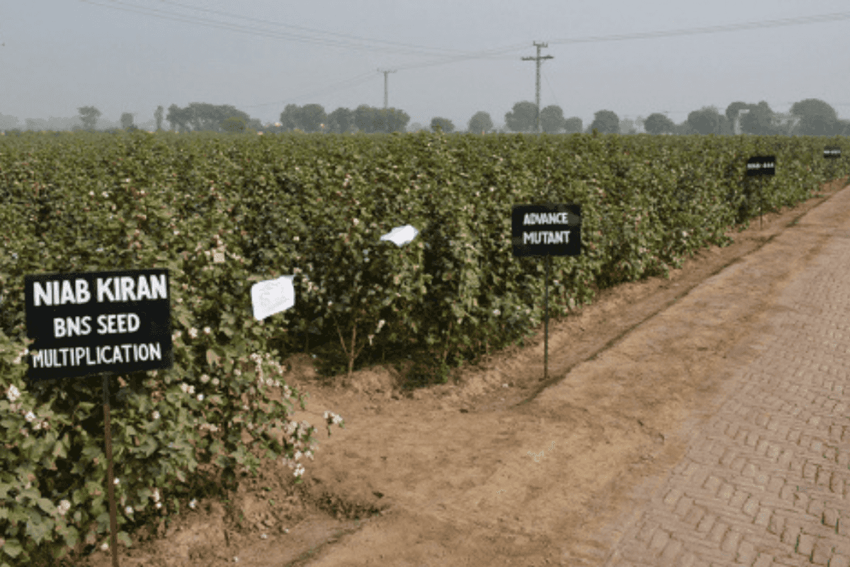 Nuclear tech could boost Pakistan's crop resilience: report