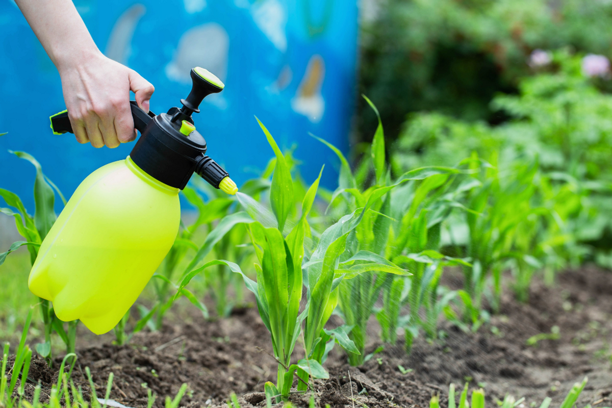 Pakistan cancels plan to import 100,000 metric tons of urea from UAE-based company