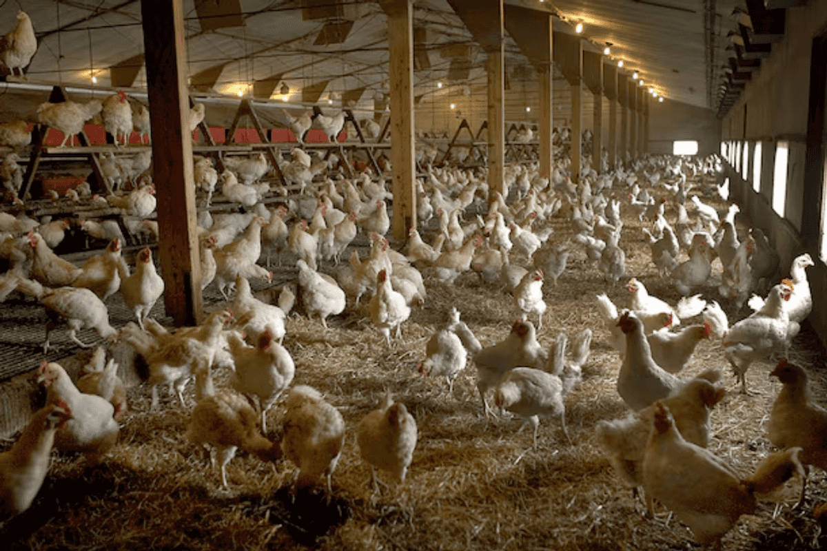 Pakistan’s Barkat Frisian Agro to invest in two new egg farms