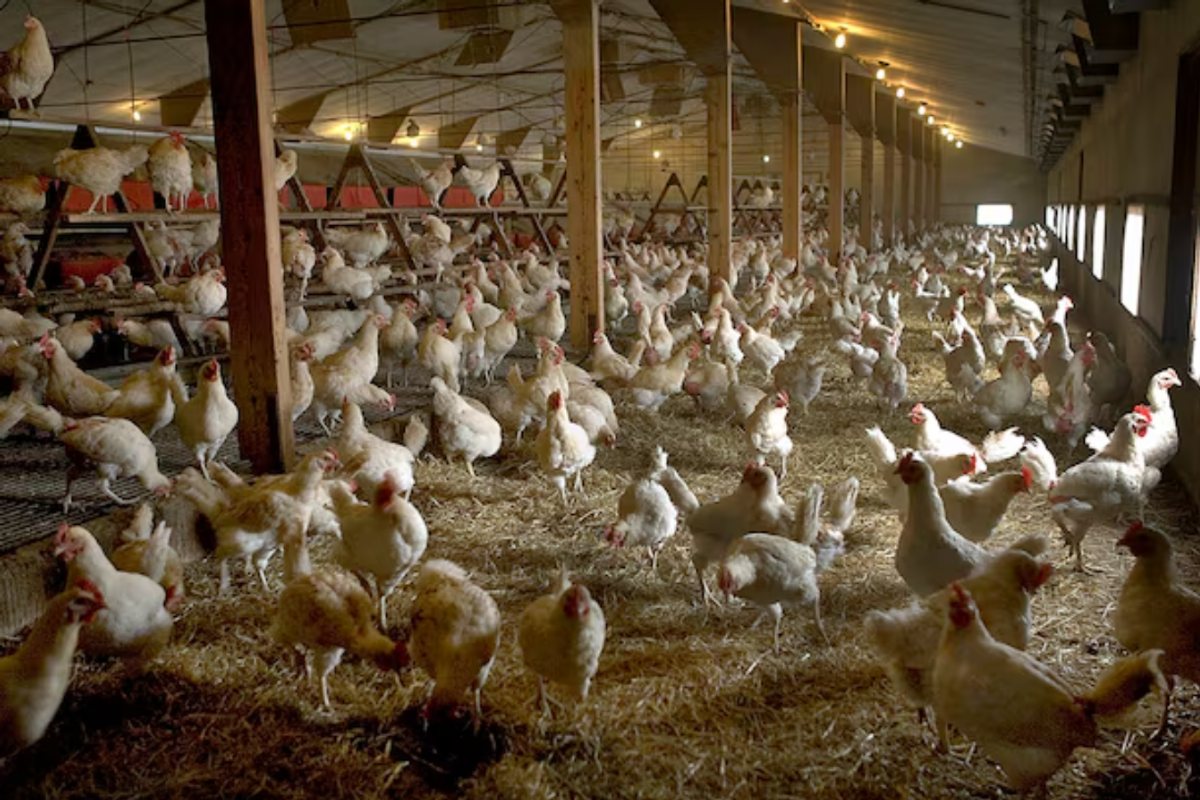 Pakistan’s Barkat Frisian Agro to invest in two new egg farms