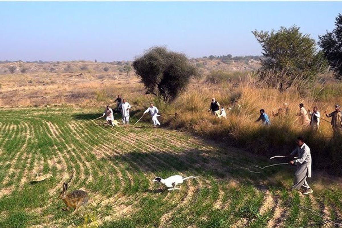 Hunting hares? Pakistan's northwestern province imposes indefinite ban