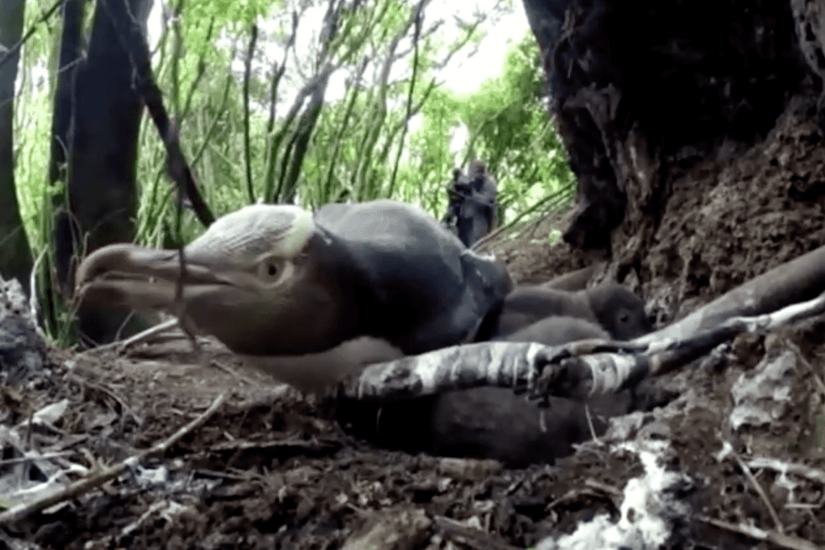 Shy, smelly penguin wins New Zealand bird of the year