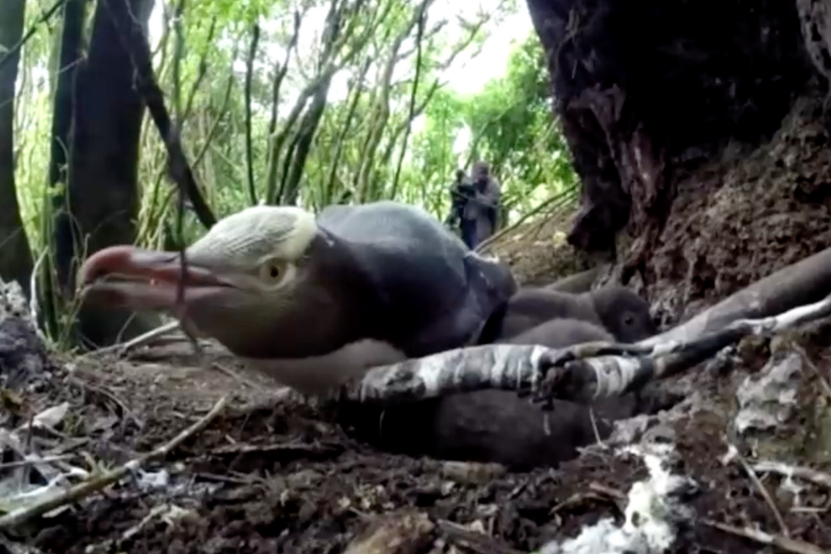 Shy, smelly penguin wins New Zealand bird of the year