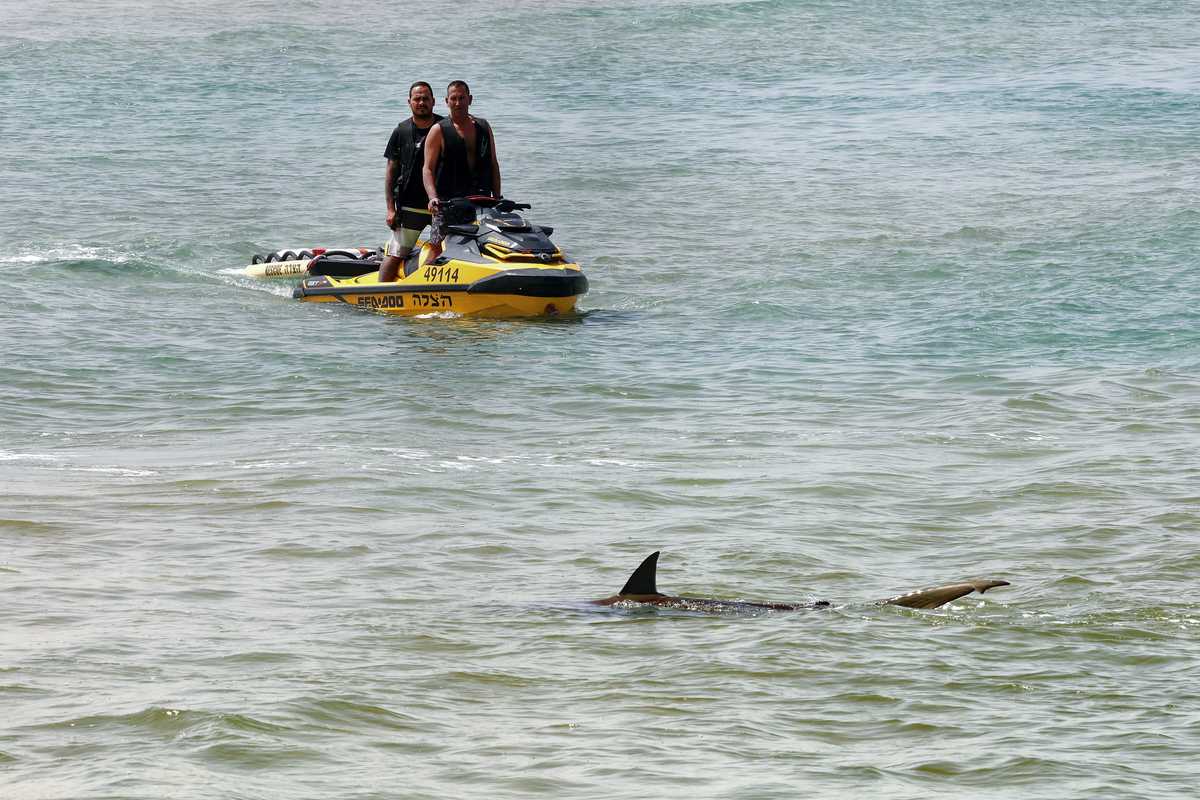 Man missing after reported shark attack off Israel's coast