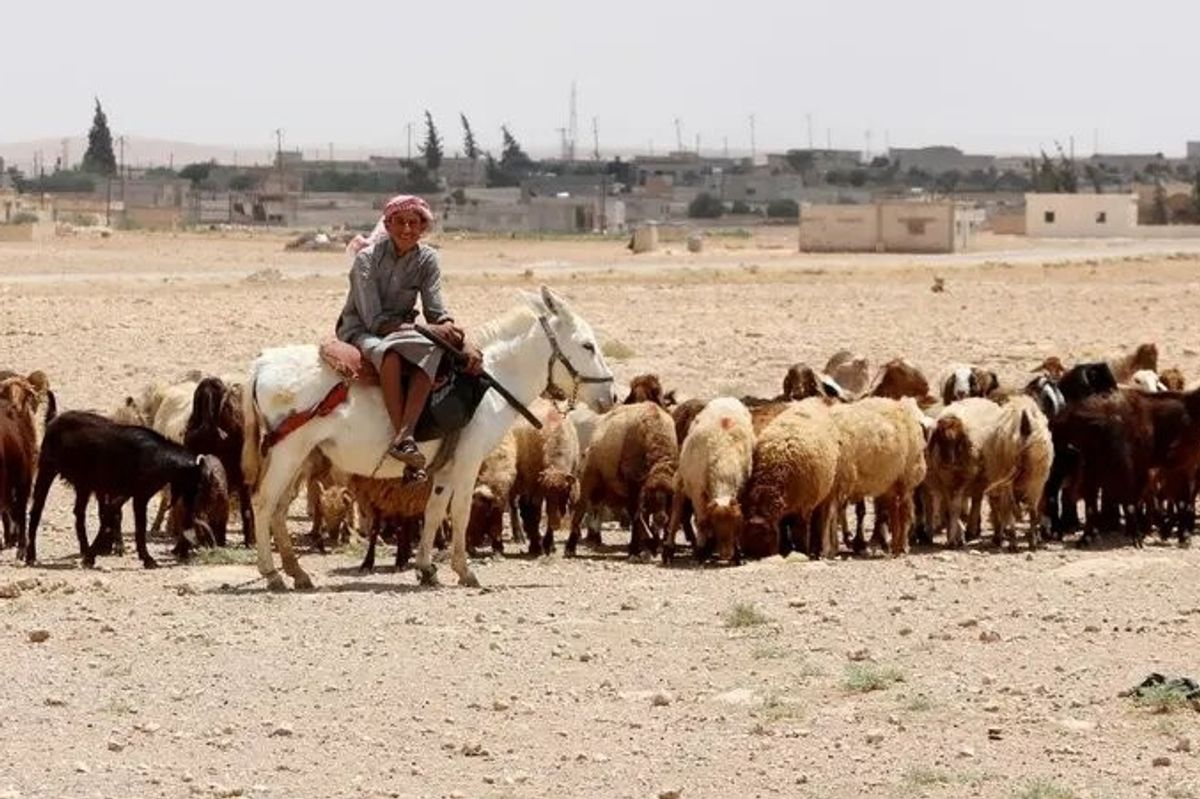 Syria war monitor says IS killed six shepherds