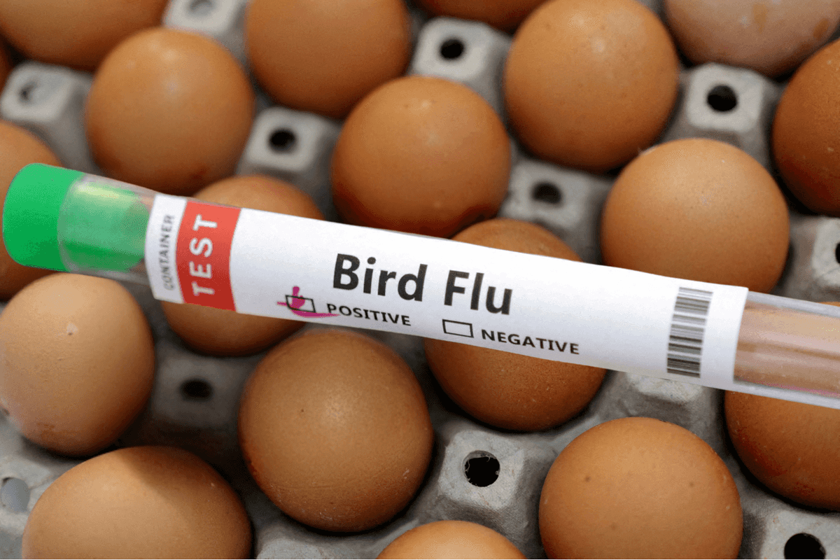 New bird flu outbreak confirmed in UK