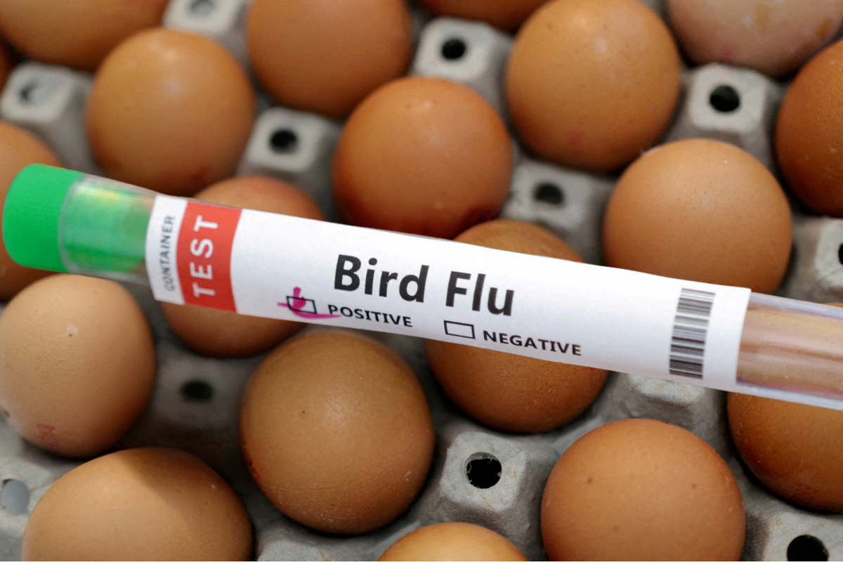 New bird flu outbreak confirmed in UK