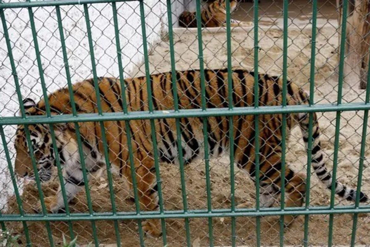 47 tigers dead in Vietnam zoos due to bird flu