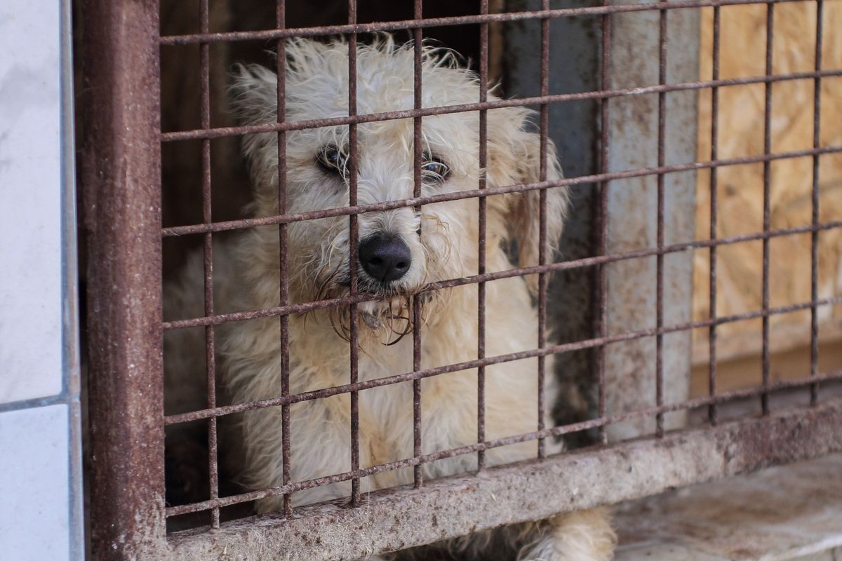 Dozens of dogs rescued from 'hellish' breeding site in Hungary
