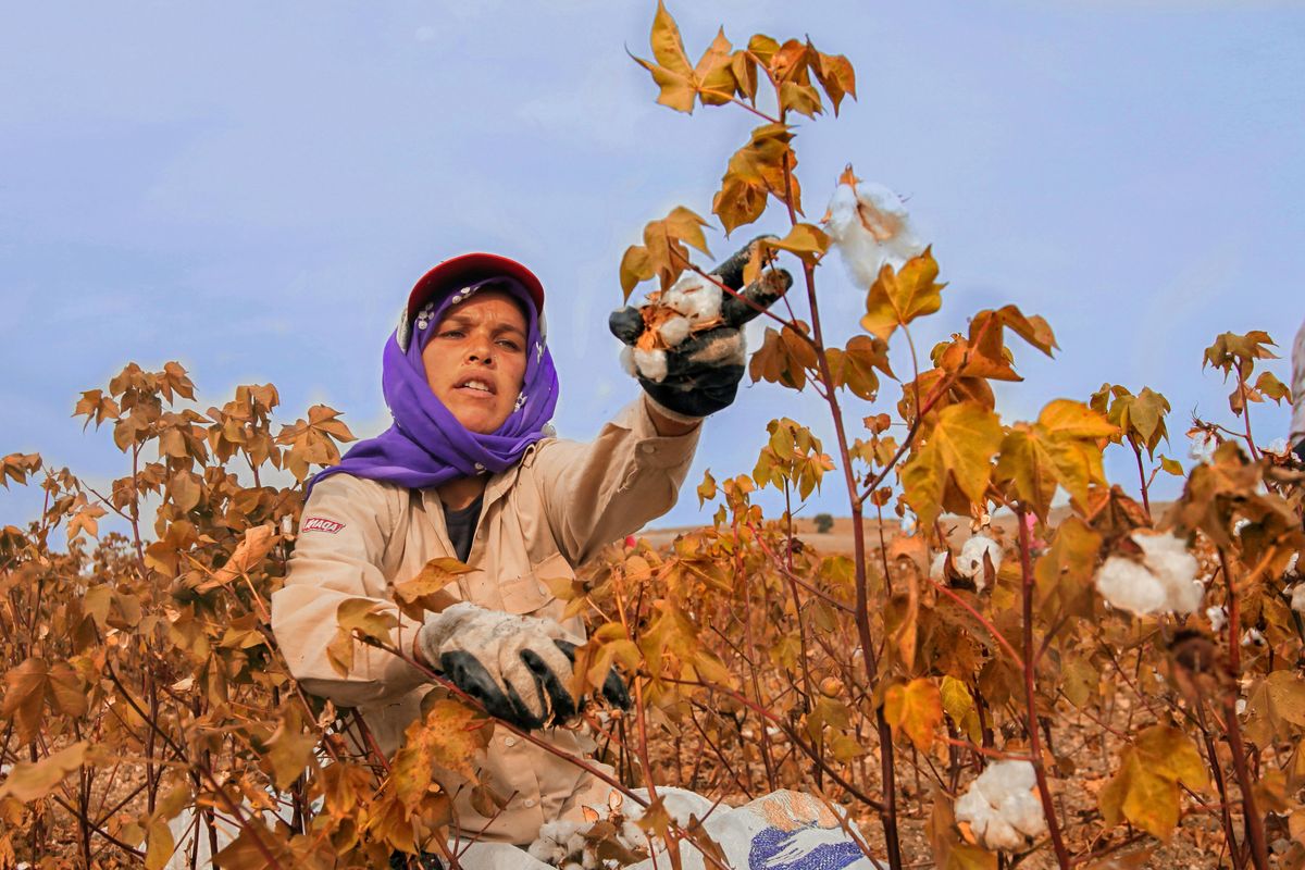Pakistan cotton arrivals drop by 33%