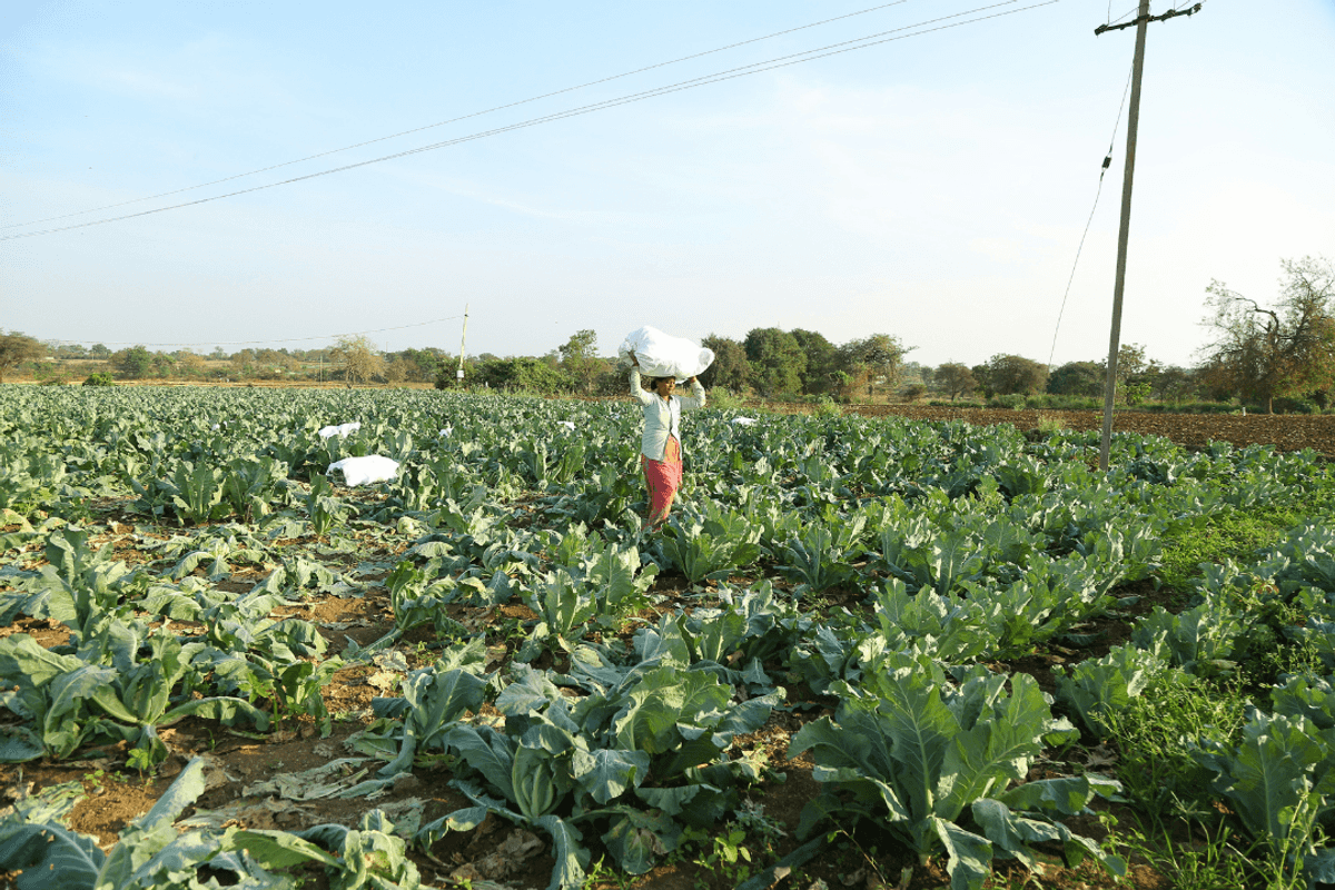 Pakistan fertilizer sales jump to 4.5-year high in December