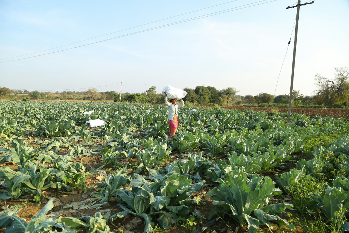 Pakistan fertilizer sales jump to 4.5-year high in December