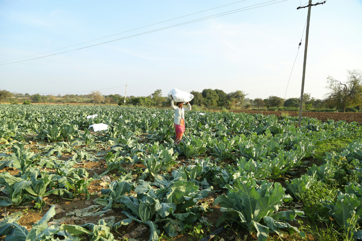 Pakistan fertilizer sales jump to 4.5-year high in December