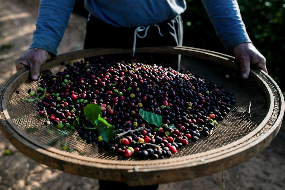 Why are coffee prices trading near half-century highs?