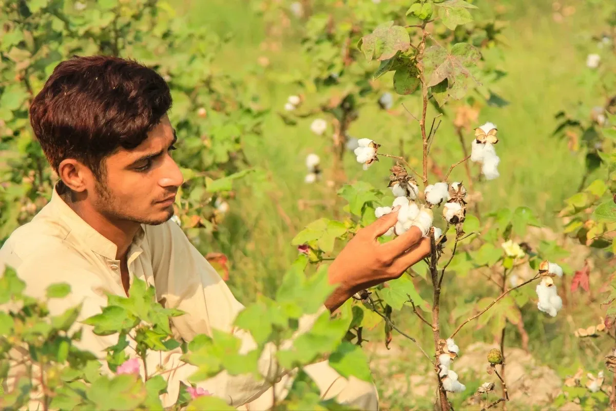 Cotton arrivals in Pakistan continue downward trend, declining 33%