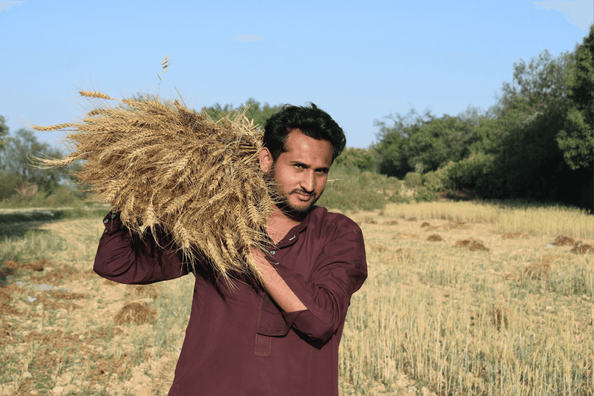 Pakistan expected to import 3.5 million tons of wheat as domestic output falls