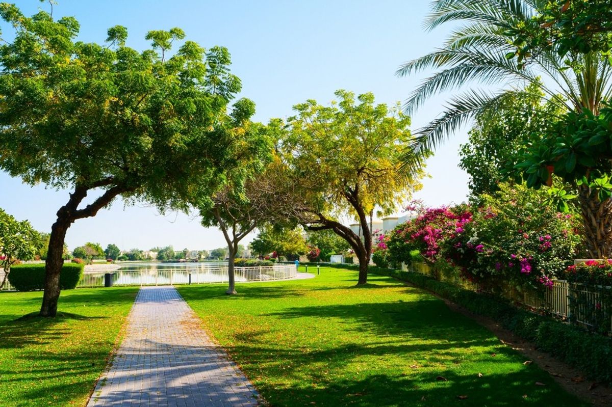 Dubai reaches new green milestone with 216,500 trees planted in 2024