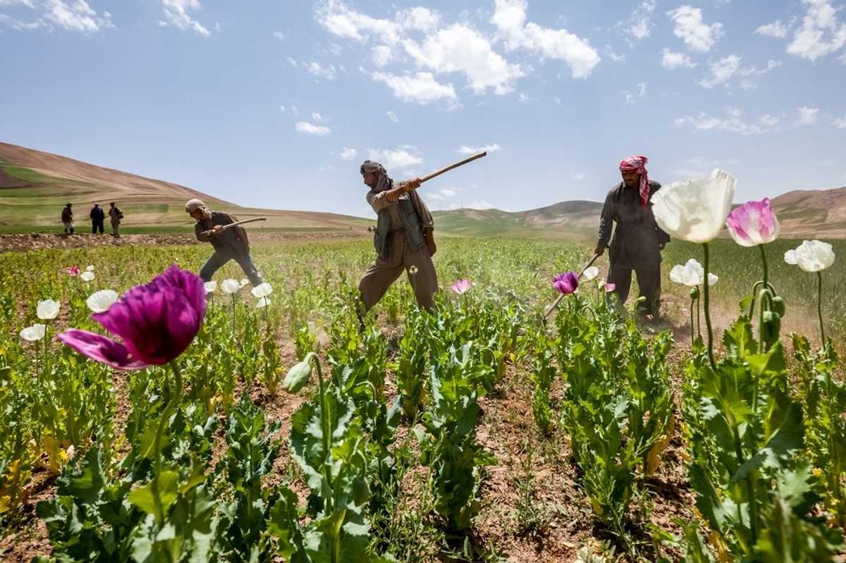 100 people arrested for growing poppy in Afghanistan: police