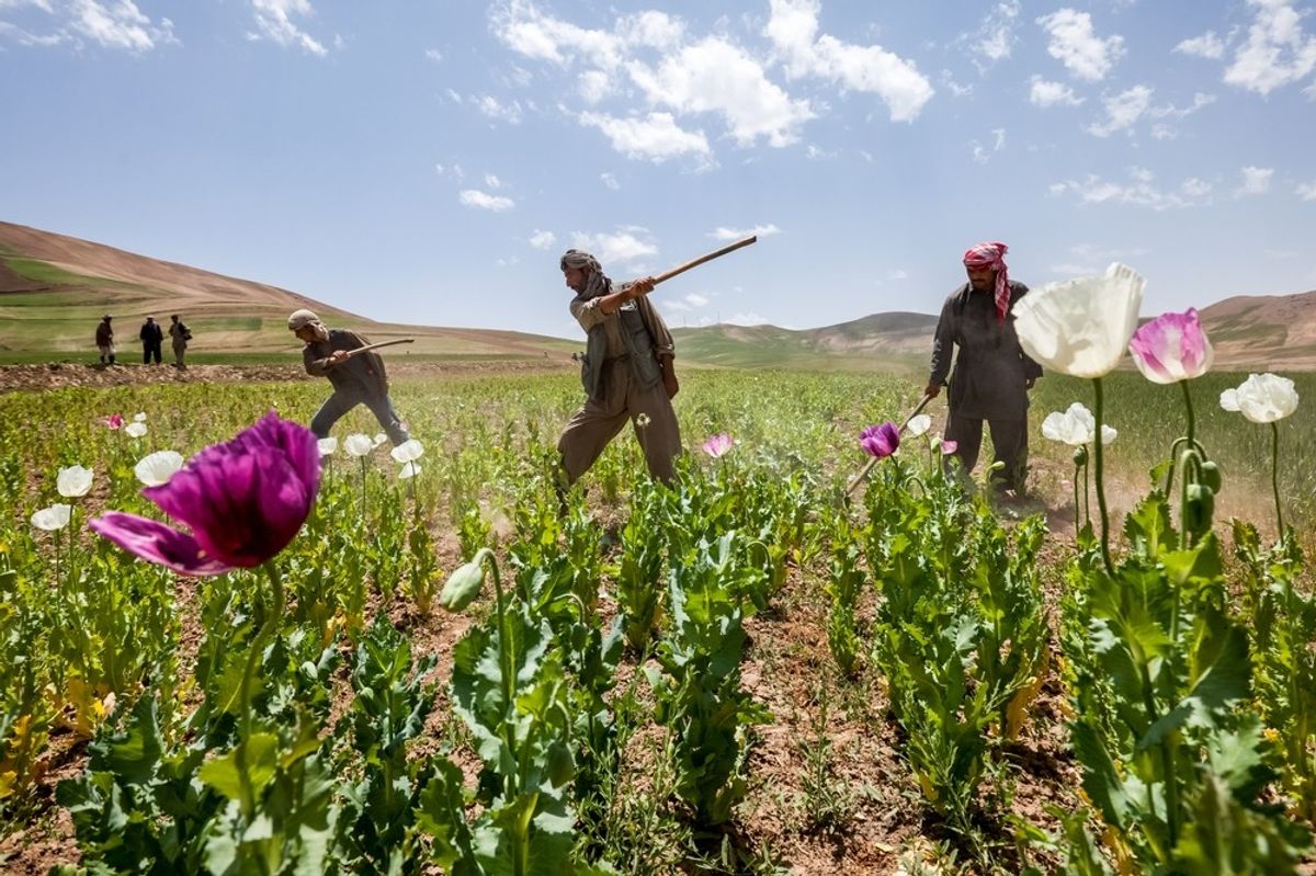 Afghan opium cultivation bounces back slightly two years after ban, UN says