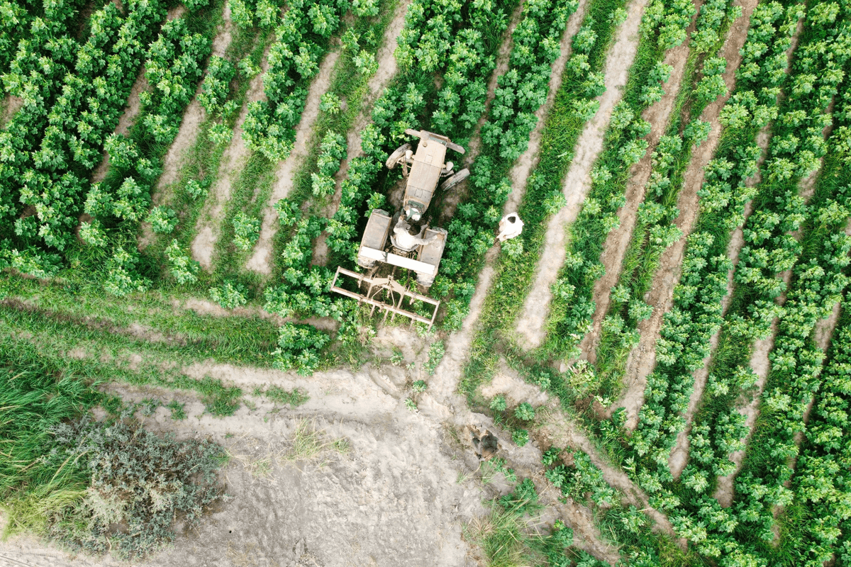 Withdrawal of sales tax on Pakistan's cotton sector proposed