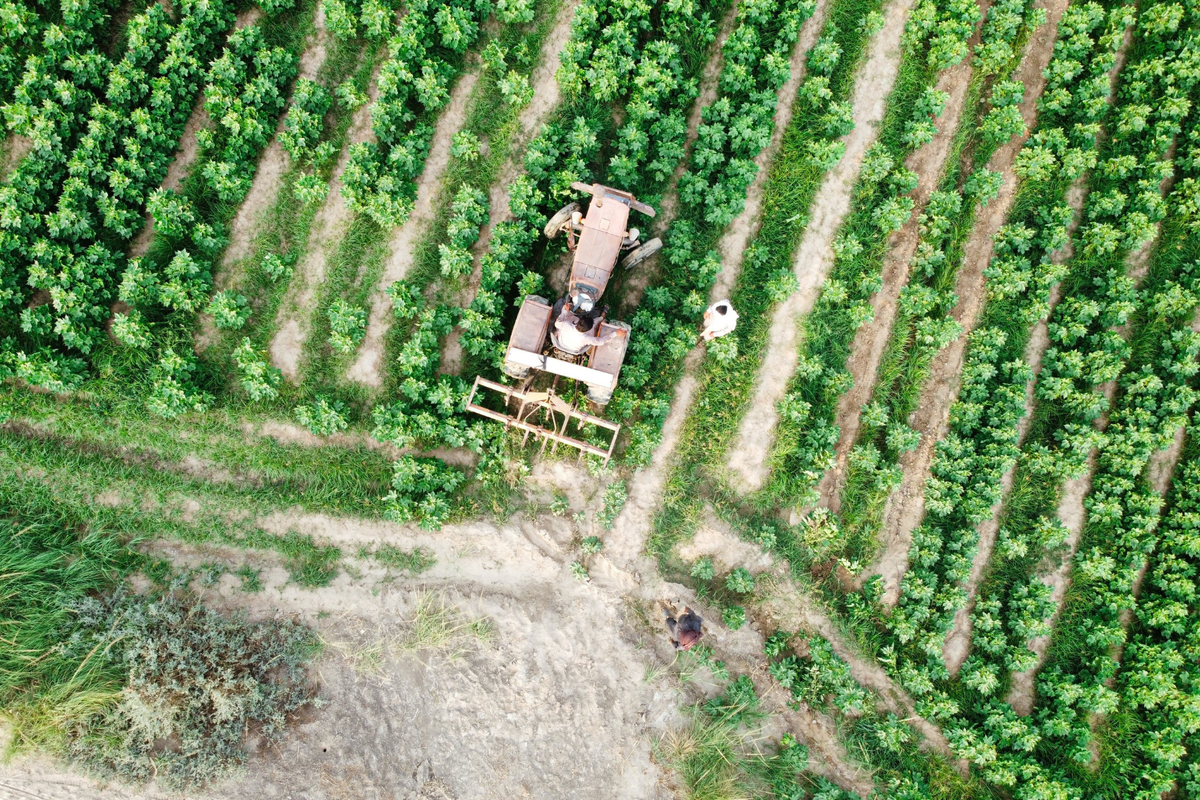 Pakistan’s cotton production nearly halves in current season