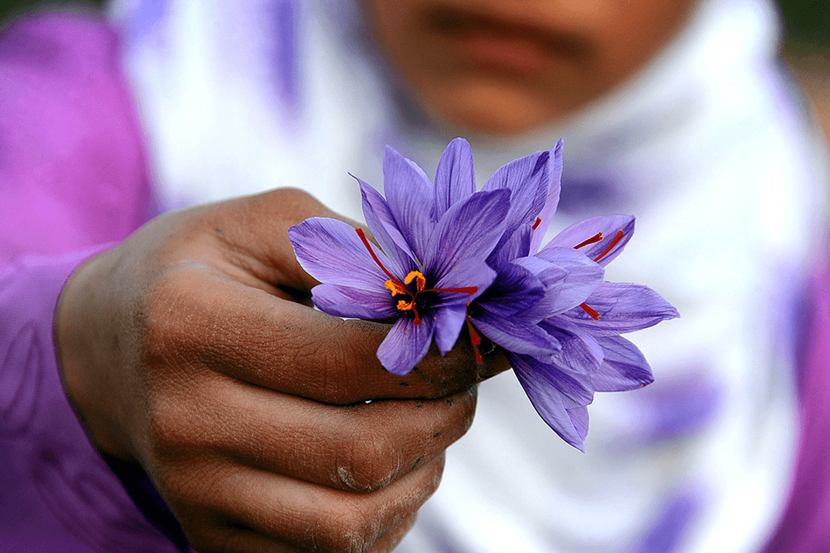 Afghanistan exports saffron worth $29.5 million in 9 months