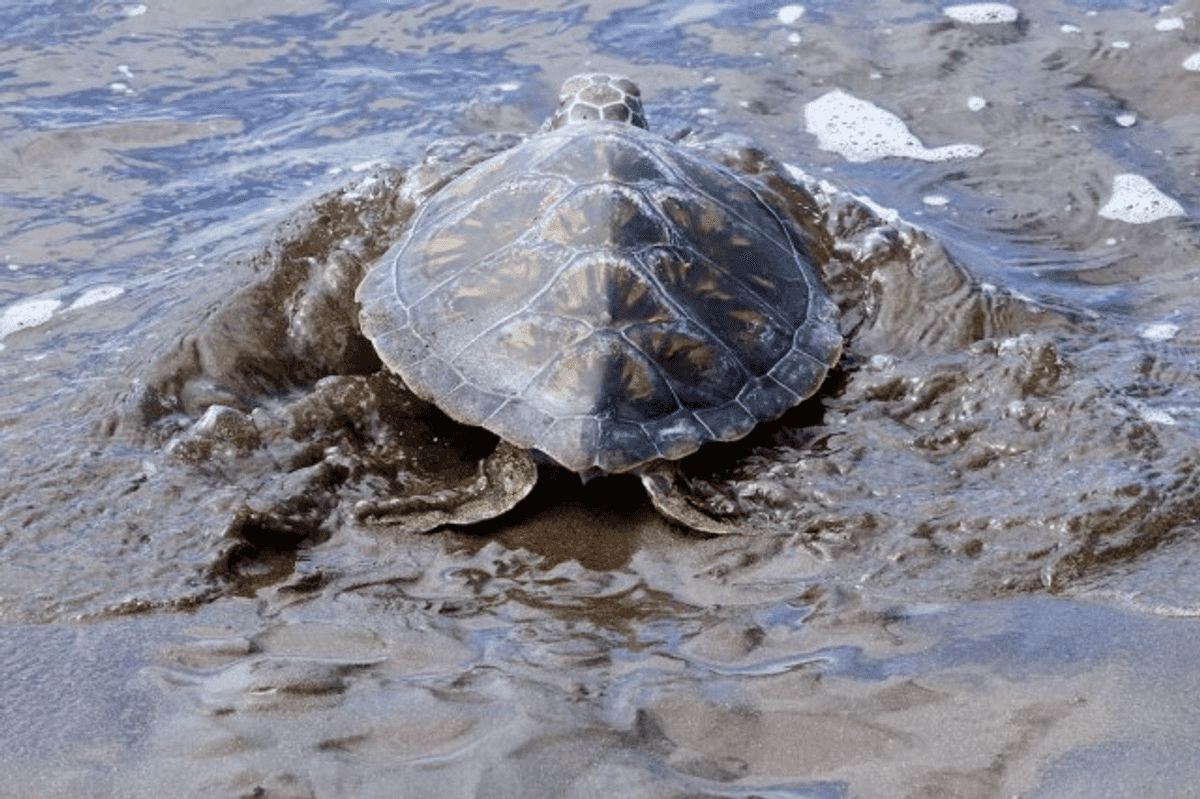 China warns foreign spies are using spy turtles and fish with sensors to map its coastline