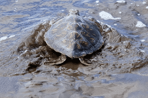 China warns foreign spies are using spy turtles and fish with sensors to map its coastline