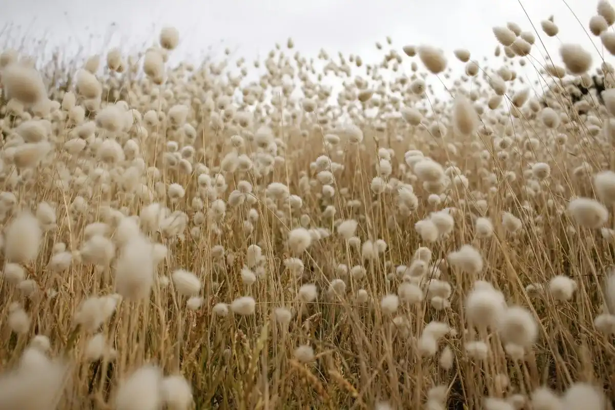 Pakistan cotton arrivals to miss target by over 46%