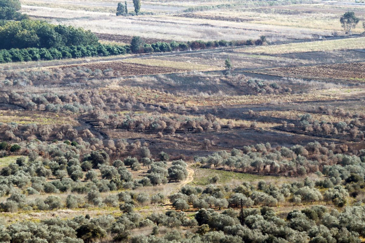 'War ruined me': Lebanon's farmers mourn lost season