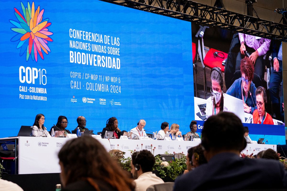 Public funding for nature conservation stalls at COP16
