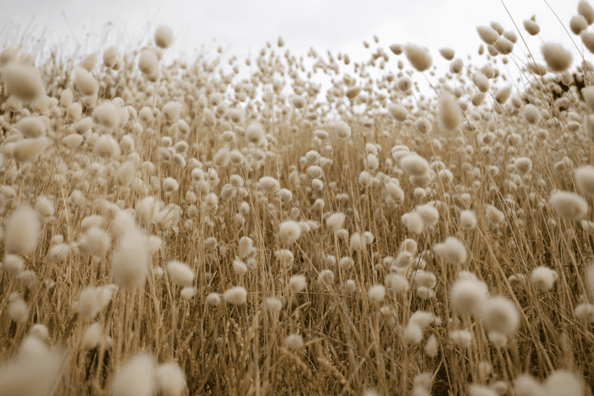 Pakistan's cotton arrivals growth slows sharply to 5% as heat hits yields