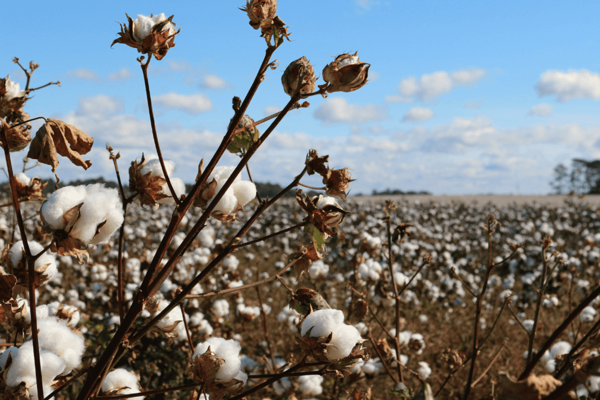 Pakistan's cotton import bill projected to triple in FY25 due to reduced production