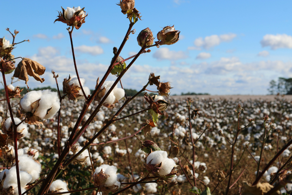 Pakistan's cotton import bill projected to triple in FY25 due to reduced production
